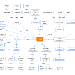 Biochemistry concept map answer key