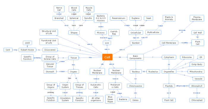 Biochemistry concept map answer key