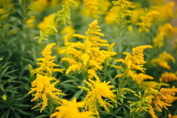 September poem the goldenrod is yellow