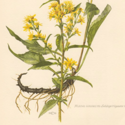 September poem the goldenrod is yellow