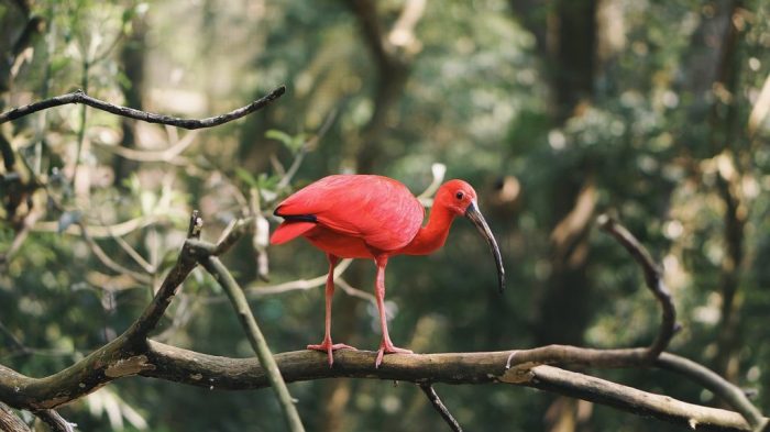 Ibis