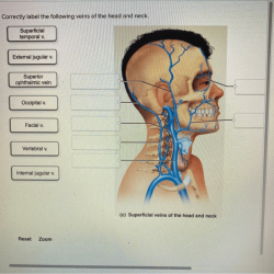 Veins abdomen correctly solved pelvic transcribed