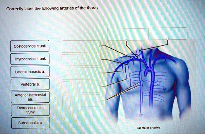 Veins head correctly label following neck sinuses confluence cerebral solved