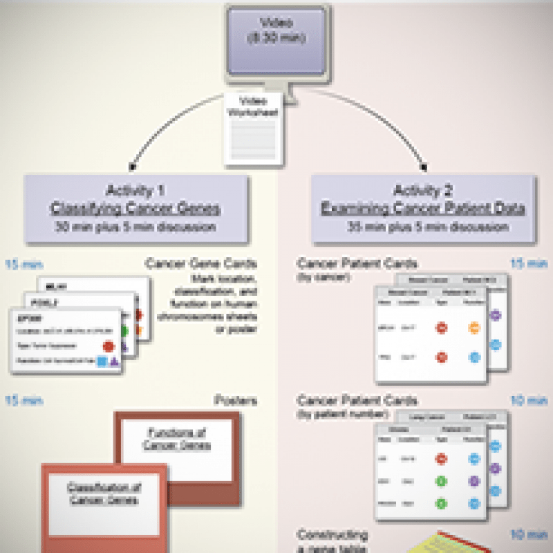 The eukaryotic cell cycle and cancer biointeractive answer key