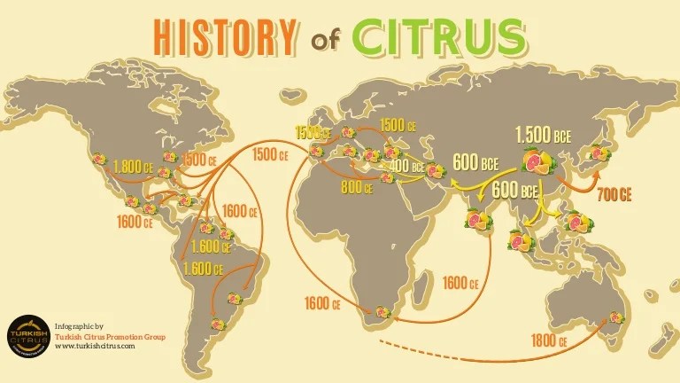 Spread of citrus in the mediterranean ap world history