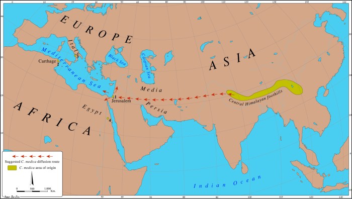 Spread of citrus in the mediterranean ap world history