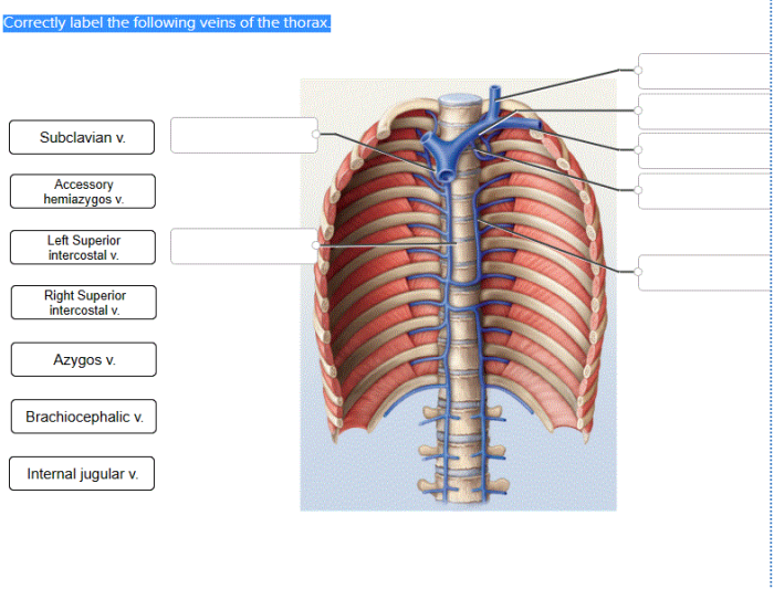 Correctly label the following veins of the thorax.